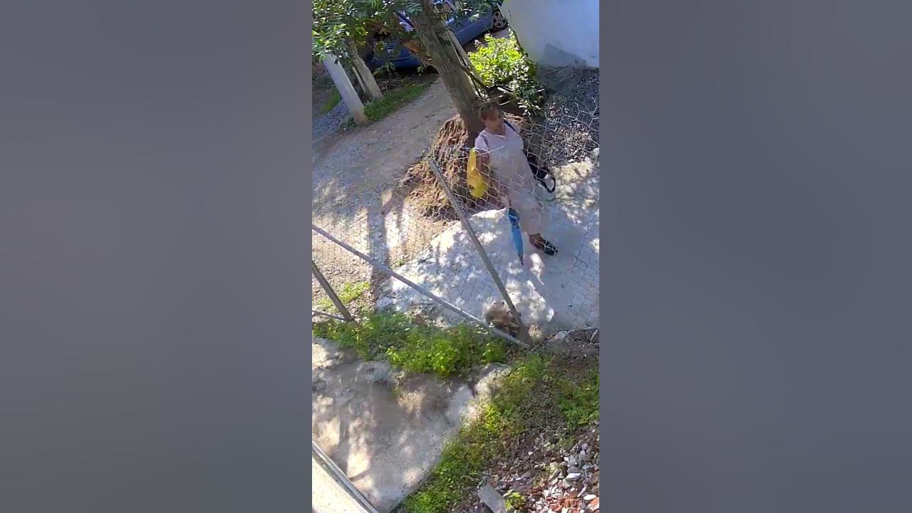 What?! π³ Instant Karma? #animals #cat #catshorts #catshort #cats #catsofyoutube #catvideo #mexico What?! π³ Instant Karma? #animals #cat #catshorts #catshort #cats #catsofyoutube #catvideo #mexico