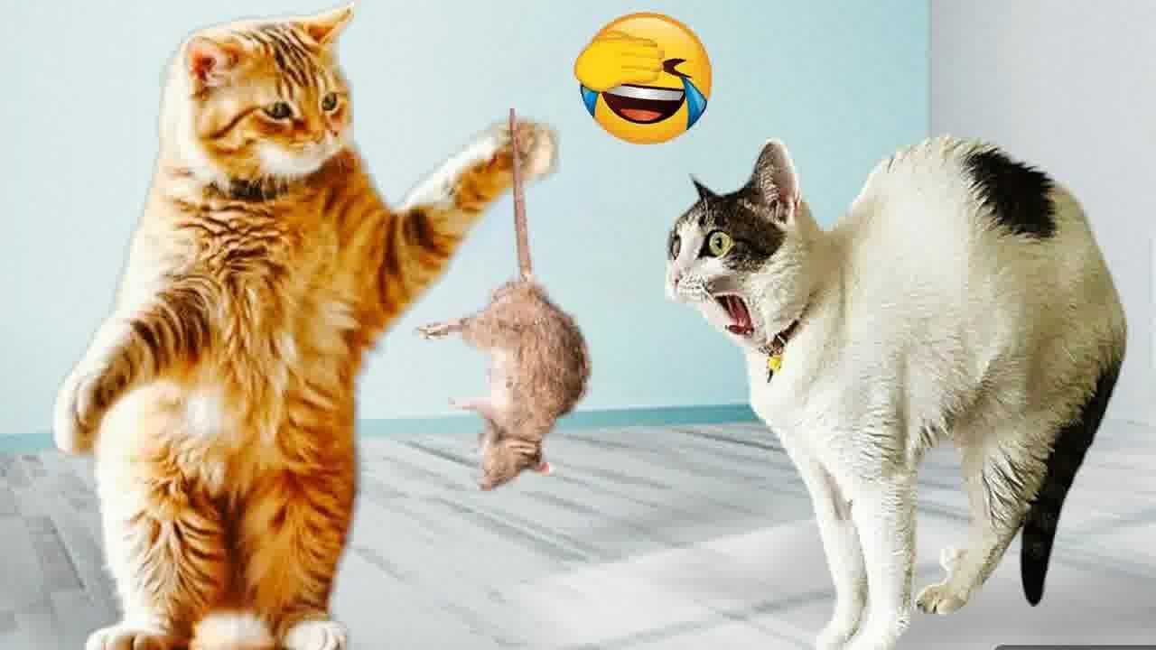 🐈 Hilarious Pet Reactions That Will Make You LOL 😻😹 Funny And Cute