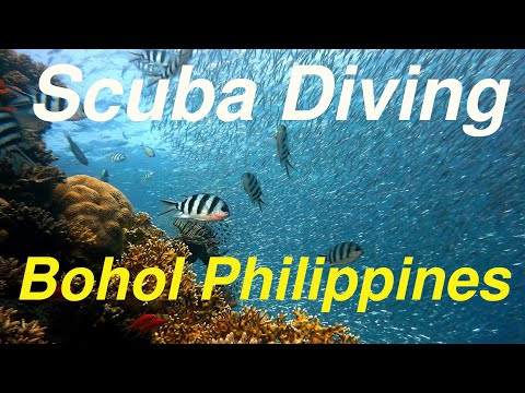 Bohol SCUBA Diving | Our first Dive at our own House Reef | Bohol Philippines