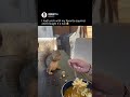Had lunch with this squirrel today 😎 (Credit: TT/feelinsquirrely)