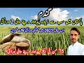 The best recommended wheat varieties in Pakistan |Super agriculture vlog