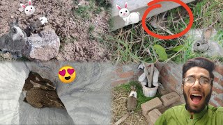 forest me trap kya/ rabbits pkr lya aj to 🐇😍