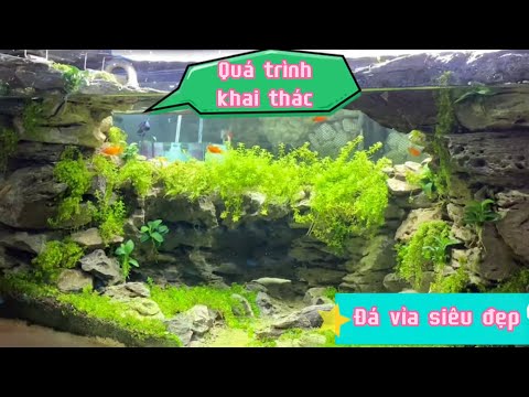 Video Đá vỉa setup bể cá lấy ở đâu? Cùng Nguyễn Du Aqua đi 1... - youtube