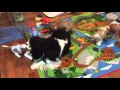 Cavalier King Charles Spaniel Puppies play with grandma Lizzie