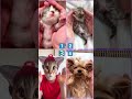 Which do you like? #shorts #cat