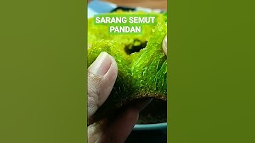Thumbnail of BOLU SARANG SEMUT PANDAN