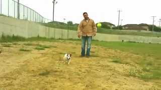 Mia Having Fun. Jack Russell Terrier Playing Catch