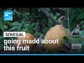 Senegal Is Going Madd About The Fruit FRANCE 24 English Senegal Is Going Madd About The Fruit FRANCE 24 English