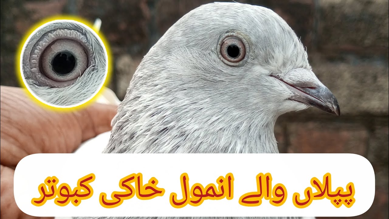 پپلاں والے انمول خاکی کبوتر 03229720774