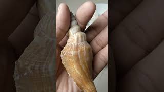  beautiful shorts oysters