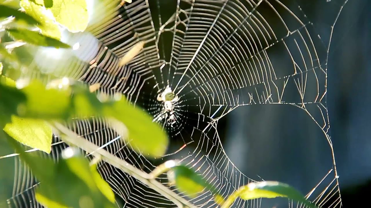 Why is NASA sending spiders to space?