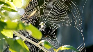 Watch Space Spiders video