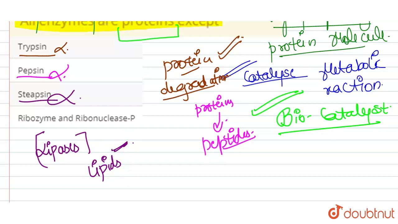 All Enzymes Are Proteins Except Youtube
