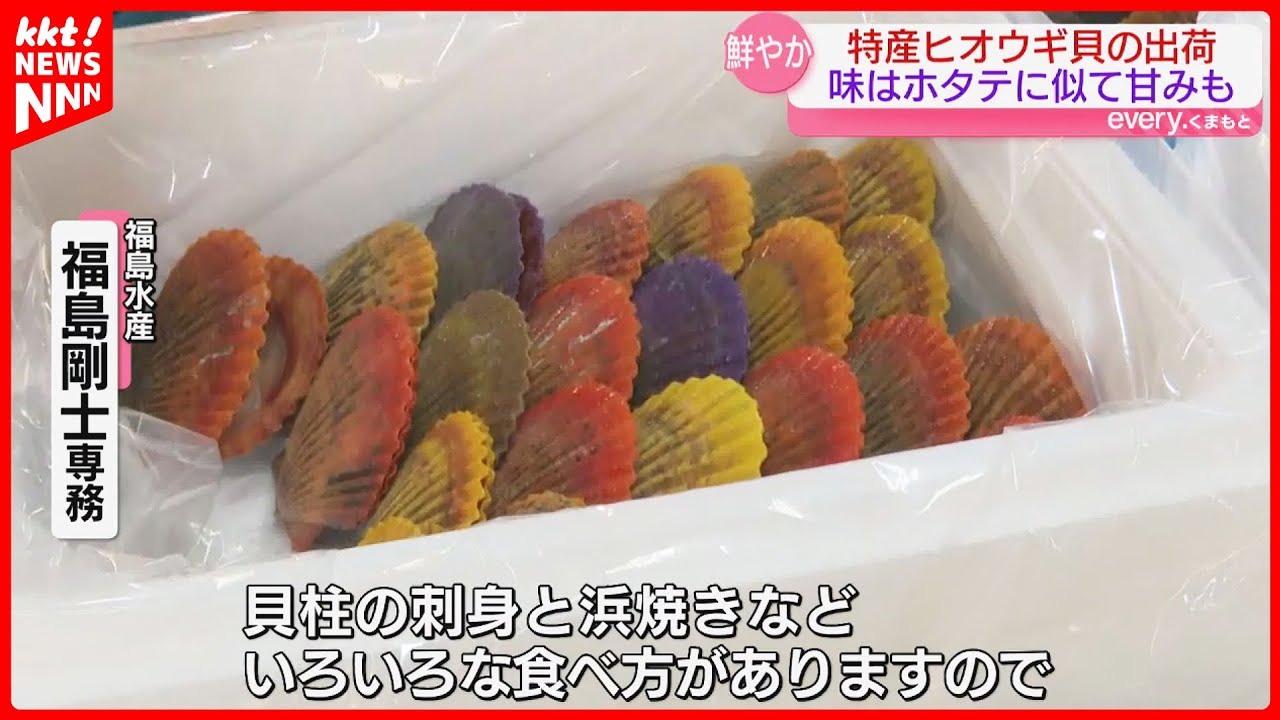 特産ヒオウギガイの出荷が本格化 貝殻は色鮮やか 味はホタテに似て甘み