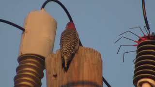 woodpecker has a bad day (pokemon snap edition)