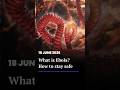 Everything to know about Ebola