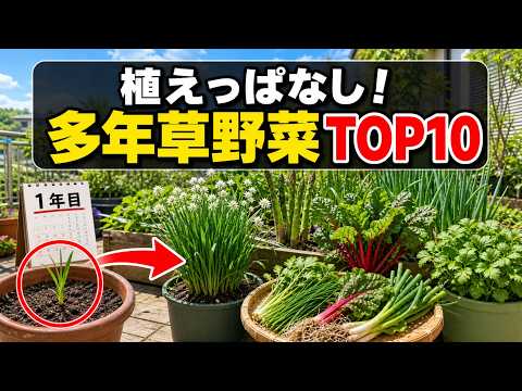 ほったらかしでも育つ宿根草7選、手間いらずで毎年咲く