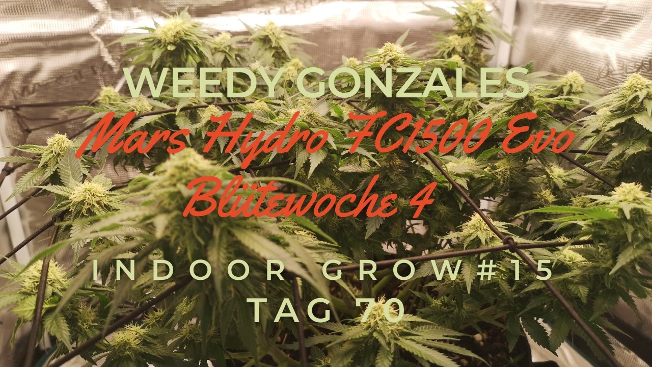 Mars Hydro FC1500 Evo Grow Zelt - Blütewoche 4 Tag 70 Lollipopping Indoor Grow #15