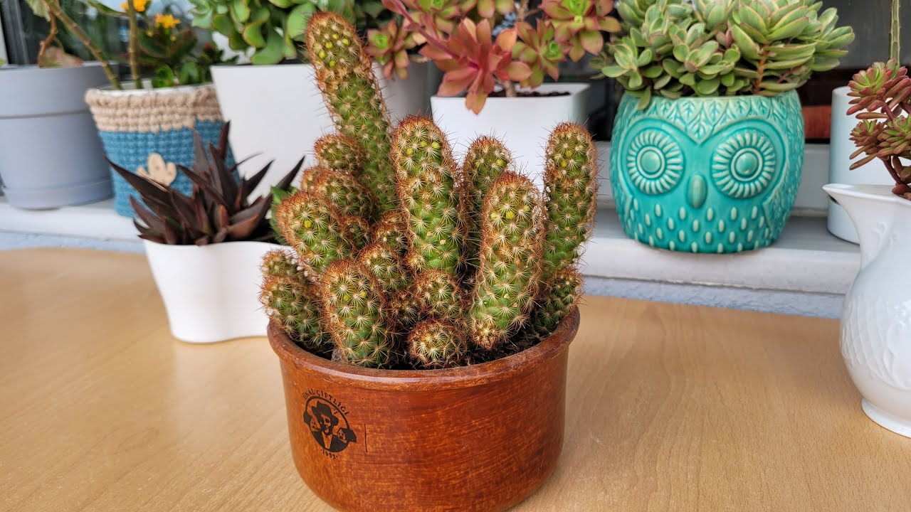 Mammillaria Elongata Kaktüsümün Saksı Değişimi