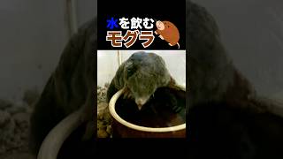 水を飲むモグラ【貴重映像】Mole drinking water #モグラ #もぐら #土竜 #チョロ呑み