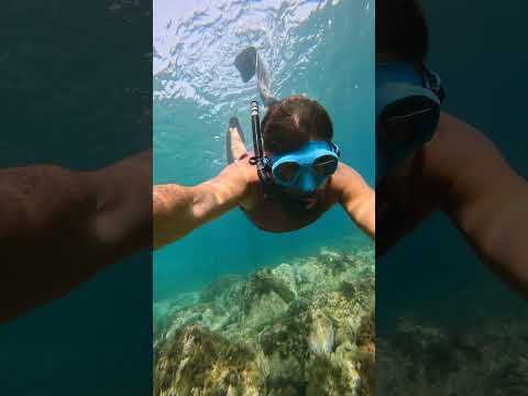 وليد العاصمة الأصلي Alger العاصمة الجزائر 