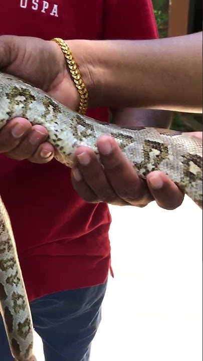 පිඹුරෙක් අල්ලන්නේ කොහොමද ? 😱😨 how to catch a python #shorts #python # ...