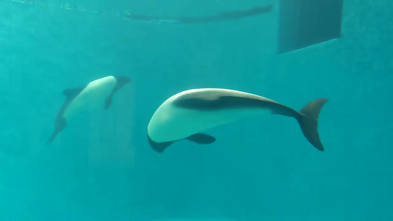 海豚 PXL_20260728_鳥羽水族館 黑白海豚 - YouTube