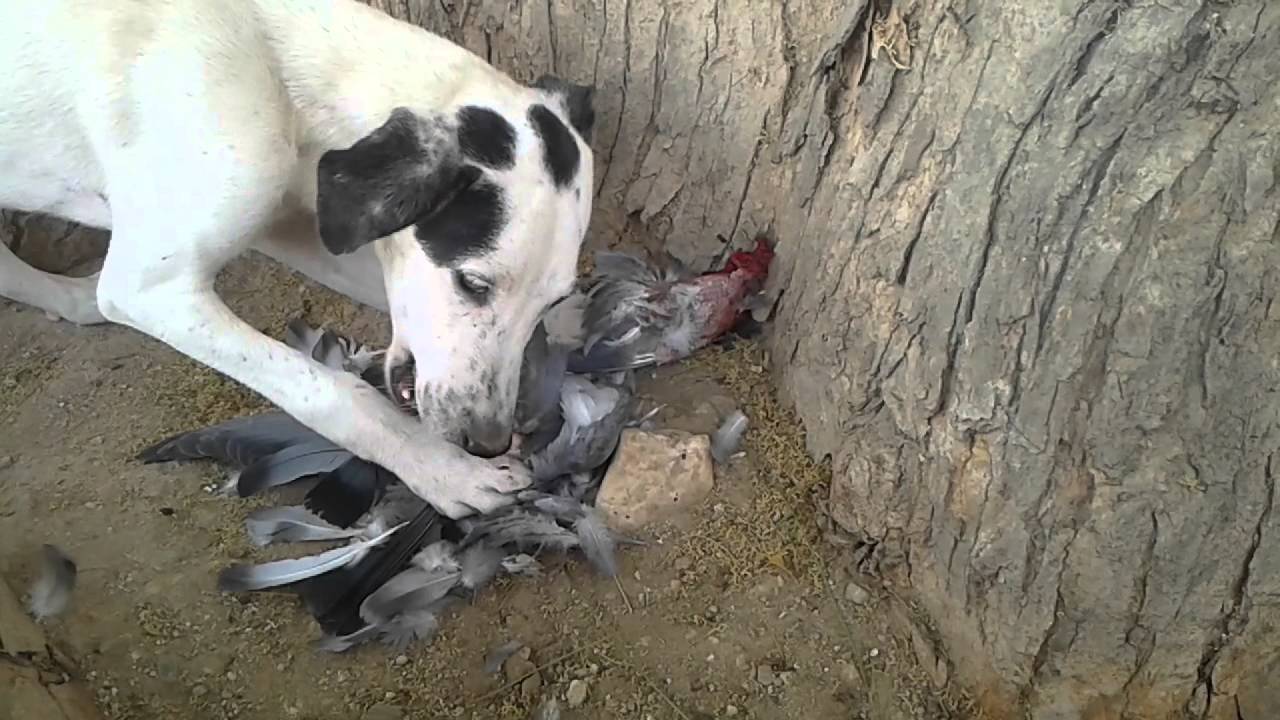 dog eating a pigeon caught by himself 