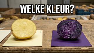 Potato breeding #329: evaluation of older-year clones.