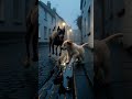 Old Man Saves Homeless Puppy🐶What Happens Next Will Melt Your Heart ❤️#shorts #puppy #rescue