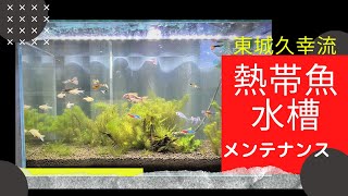 熱帯魚水槽のメンテナンスシーンです　ソイルを使った水草水槽が汚れてしましました。ネオンテトラ・グッピー・シロコリ・赤コリ・トランスルーセントグラスキャット・ゼブラダニオ・プリステラ等が入っています