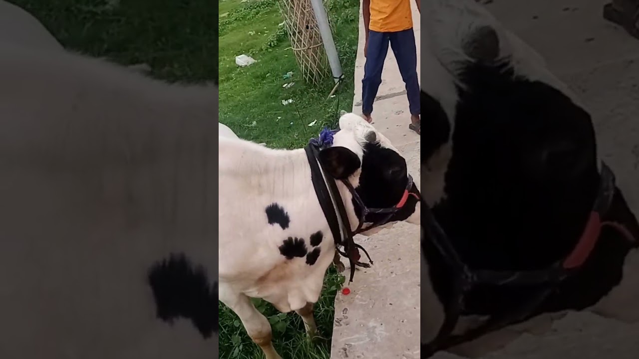 Pure Physician Cow for Sale