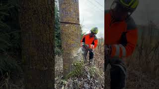 Как Свалить Дерево С Оттяжкой #Chainsawman #Arboristika #Arboristlife #Stihl #Treework#Tree #Вальщик