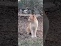 car#catvideos #kitty #cutecat#shortvideo