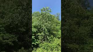 Darwin asks why do cottonwood leaves flap in the wind