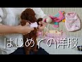 【子犬はじめての洋服】着る姿がかわいい（トイプードルパピー）Cute puppy's first clothes~Toy poodle~