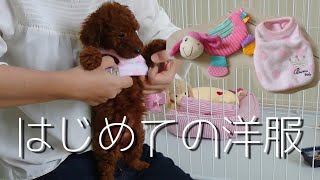 【子犬はじめての洋服】着る姿がかわいい（トイプードルパピー）Cute puppy's first clothes~Toy poodle~
