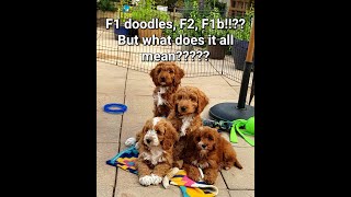 Unraveling the mystery: what does F1 mean in dogs? by Puppy Steps Puppy Training 367 views 1 year ago 2 minutes, 40 seconds