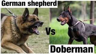 Doberman vs German shepherd  😱 #shorts #dog #viral