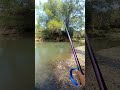 Strike ikan tawes dan nilem #fishing #mancing #fishing #shorts