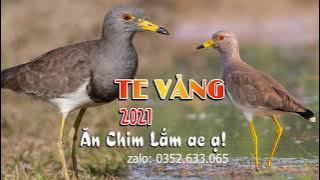 Tiếng chim te te mỏ vàng mp3 miễn phí