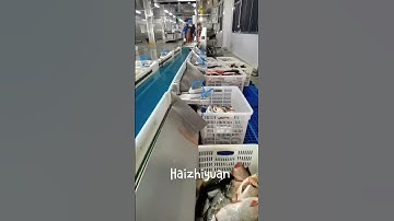 Fish weight sorting machine #fishing #seafood #fish #food #seafoodprocessing #equipment #shrimp