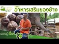 รอบรู้เรื่องช้าง BY หมอตุ๊ก EP.02 อาหารเสริมของช้าง