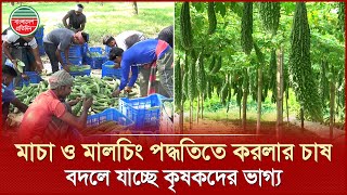 ২০ হাজার টাকার খরচে ২ লাখ টাকার করলা উৎপাদনে কৃষকের সাফল্য | Bitter Melon Cultivation
