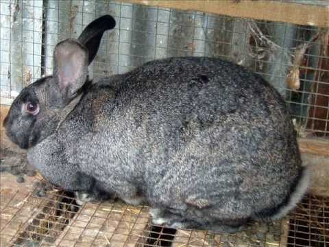 giant chinchilla rabbit