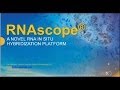 Rnascope  a novel breakthrough rna in situ hybridization platform