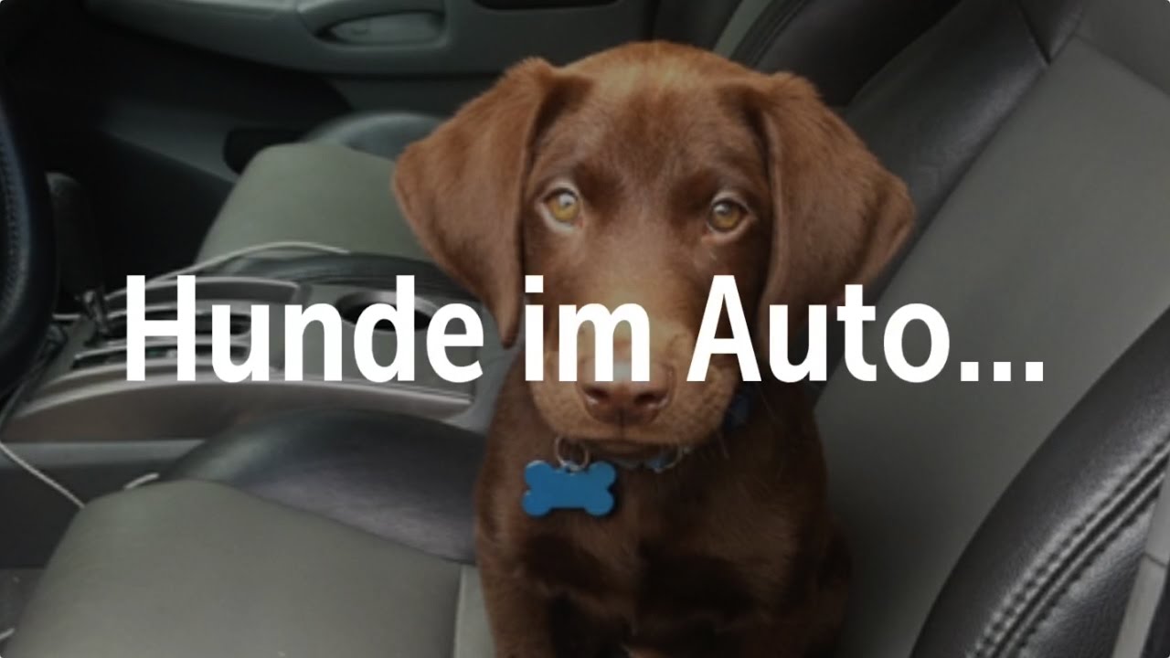 Hunde im Auto sichern - YouTube