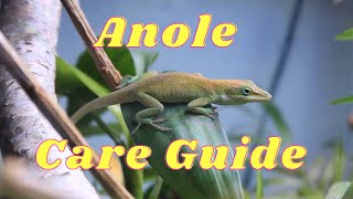 Everything you need to know about anole lizard care