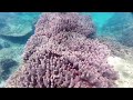 Japan coral protectors race to save reefs from heat 'bomb' | AFP