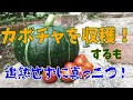 【家庭菜園失敗例】カボチャが実り初収穫！追熟させずに食べちゃった　～Growing pumpkin～